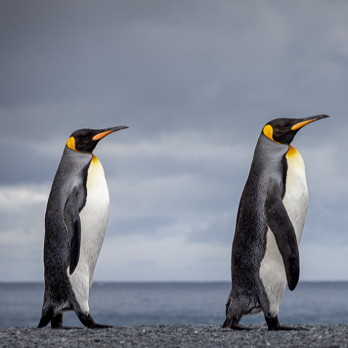 We Three Kings - Photography Winner