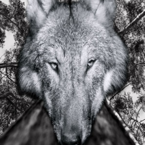 MUSE Photography Awards Silver Winner - Wolf and Tree by Mark Tomalla