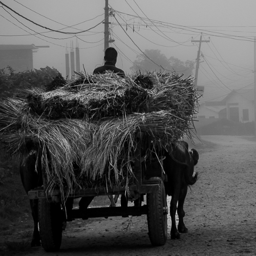 MUSE Photography Awards Gold Winner - Haycart by Annemarie Jung