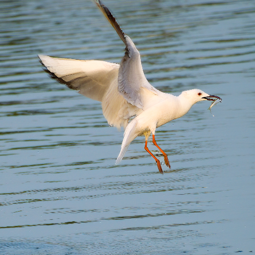 MUSE Photography Awards Gold Winner - Sushi Bird by Annemarie Jung