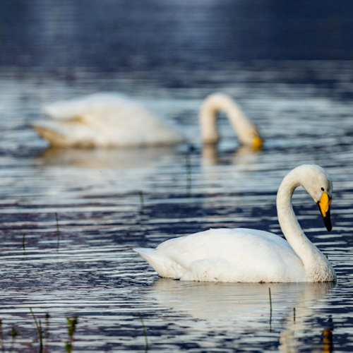 MUSE Photography Awards Gold Winner - Partners by Nathan Myhrvold