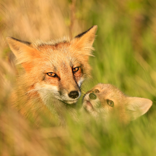 The Bond - Photography Winner