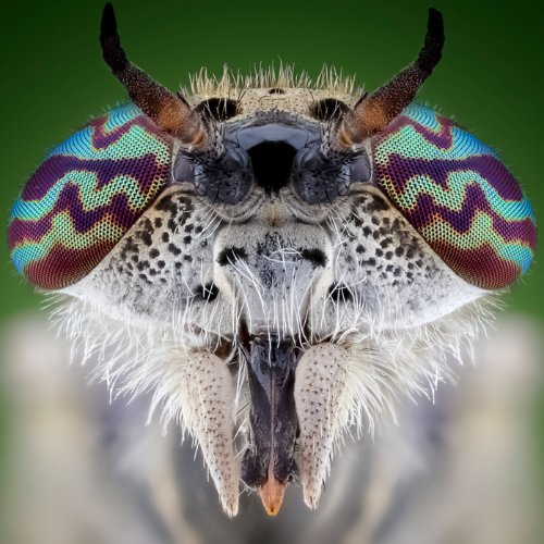 The Beauty of insects - Photography Winner