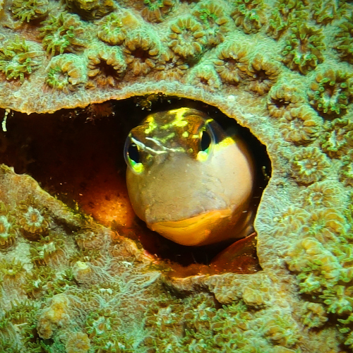 MUSE Photography Awards Gold Winner - A fish sticks its head out by Li-Hua Liu