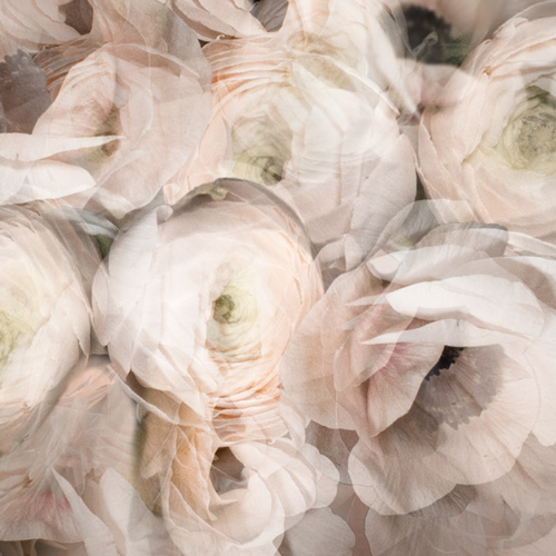 MUSE Photography Awards Silver Winner - Bloom by Minni Mäkinen
