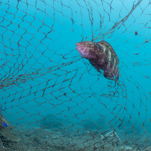 MUSE Photography Awards Silver Winner - underwater dirge by Wang TINGYIN