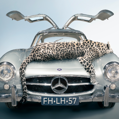 MUSE Photography Awards Silver Winner - Spotted Elegance by Cheraine Collette