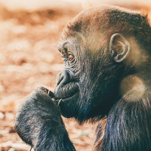MUSE Photography Awards Silver Winner - The Observer by Ashlee Eakin
