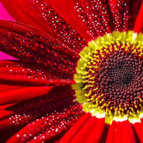 MUSE Photography Awards Gold Winner - Morning Dew by Ashlee Eakin