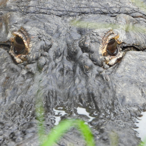 MUSE Photography Awards Silver Winner - Alligator in the Park by Dawn Renee Darnell