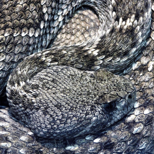 MUSE Photography Awards Silver Winner - Desert Rattlesnake by Dawn Renee Darnell