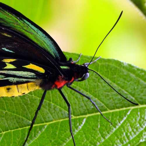 MUSE Photography Awards Silver Winner - Colors of a Butterfly by Dawn Renee Darnell