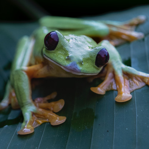 MUSE Photography Awards Gold Winner - Costa Rica Wildlife by Annemarie Jung