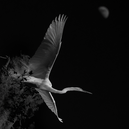 MUSE Photography Awards Gold Winner - Moon Spirit by Fenqiang Liu