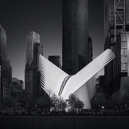 manhattan wings - Photography Winner