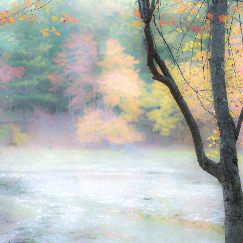 MUSE Photography Awards Silver Winner - Near Walden Pond by Tim William Owen