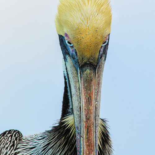 MUSE Photography Awards Gold Winner - Eye for an Eye by Lara C. Chapman