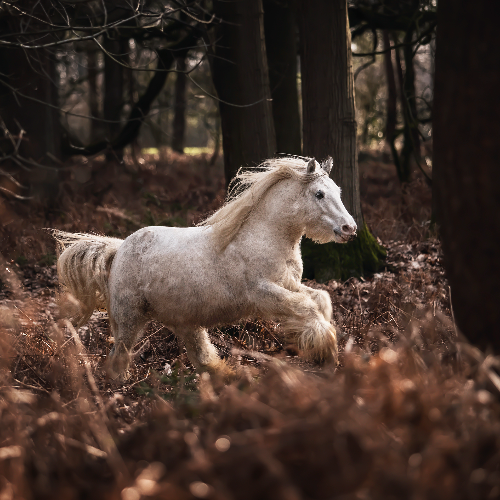 Wild and Free - Photography Winner