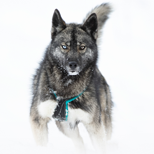 MUSE Photography Awards Silver Winner - snowdogs by sarah zentjens