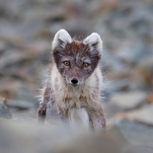 MUSE Photography Awards Gold Winner - Springtime eartips between rocks by David Lerch