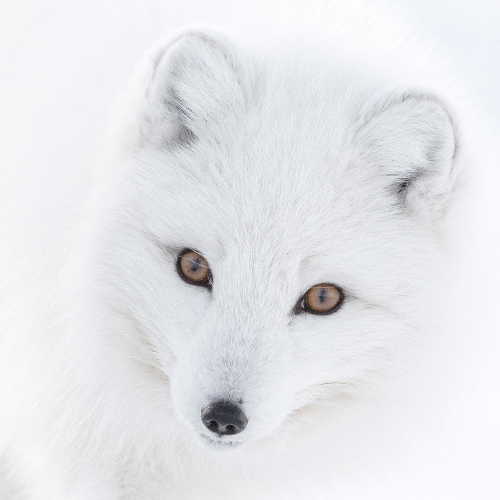 WHITE ON WHITE