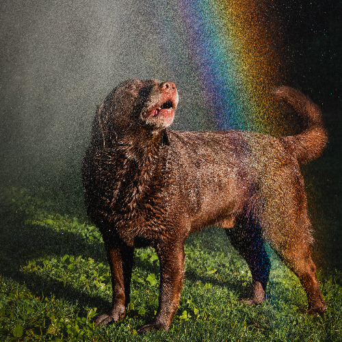 MUSE Photography Awards Gold Winner - Somewhere Over The Rainbow by Alisa Charnley