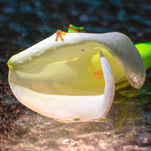 MUSE Photography Awards Gold Winner - Rainy frog by YEH YU-HAN