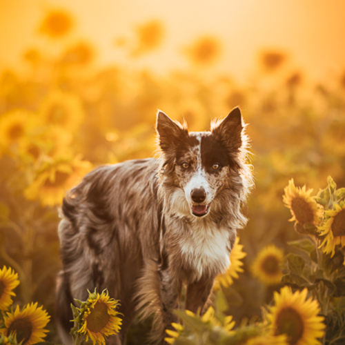 MUSE Photography Awards Platinum Winner - Sunflowers by Katerina Mrackova