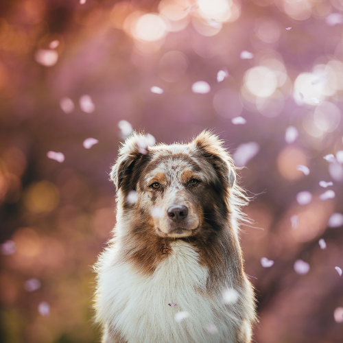 MUSE Photography Awards Gold Winner - Cherry blossoms by Katerina Mrackova