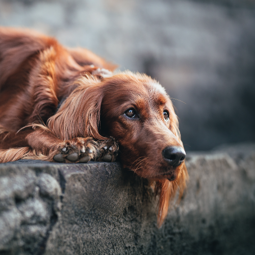 MUSE Photography Awards Gold Winner - Mia by Katerina Mrackova