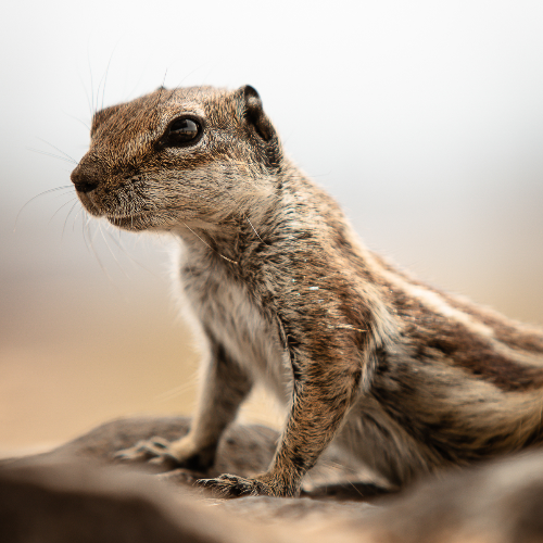 Curiosity
