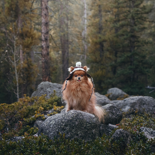 MUSE Photography Awards Gold Winner - Wanderlust by Ellie Rich