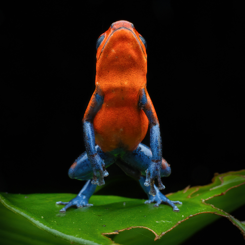 MUSE Photography Awards Gold Winner - Strawberry leap by Rafael Steinlesberger