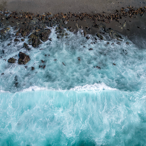 MUSE Photography Awards Silver Winner - Sealionopolis by Andrea Izzotti