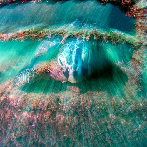 MUSE Photography Awards Gold Winner - The haunted wreck by Andrea Izzotti