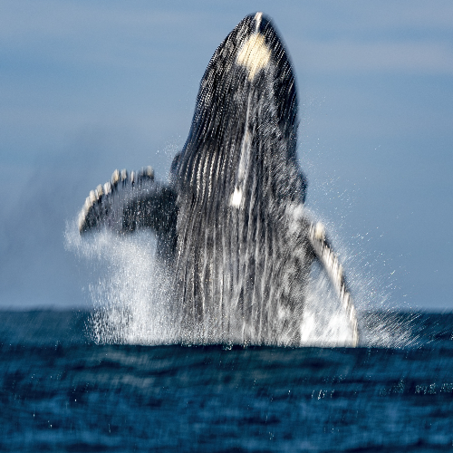 MUSE Photography Awards Gold Winner - The rocket whale by Andrea Izzotti
