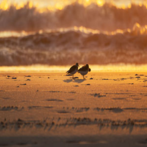 MUSE Photography Awards Silver Winner - The End of the Day by Mark Tomalla