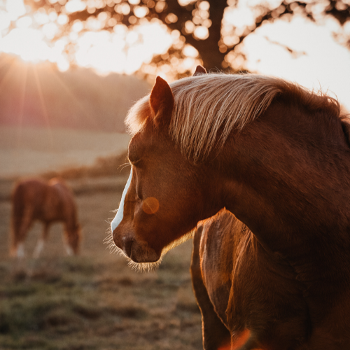 MUSE Photography Awards Platinum Winner - Trust by Theresa Hildebrandt