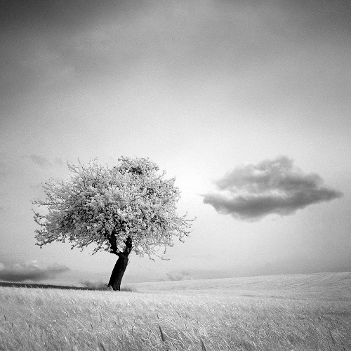 MUSE Photography Awards Silver Winner - The Kiss by Juergen Lechner