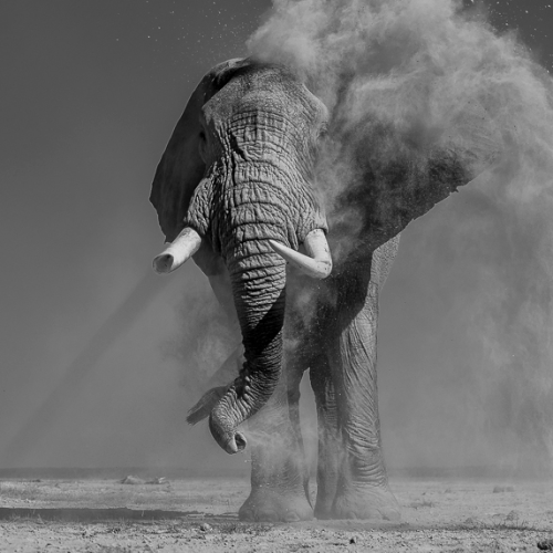MUSE Photography Awards Gold Winner - Dustboy by Jules Oldroyd