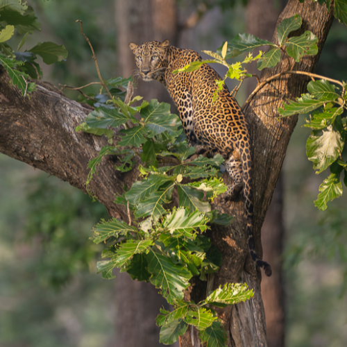 MUSE Photography Awards Gold Winner - King of the Canopy by Jules Oldroyd