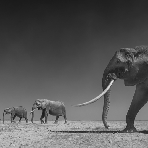 MUSE Photography Awards Silver Winner - It's All Relative by Jules Oldroyd