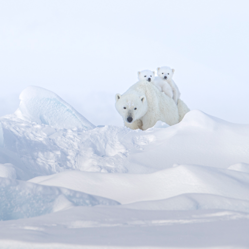 MUSE Photography Awards Gold Winner - Heads Up by Jules Oldroyd