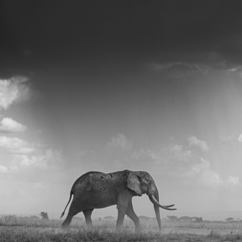 MUSE Photography Awards Silver Winner - Vronsky Battles On by Jules Oldroyd