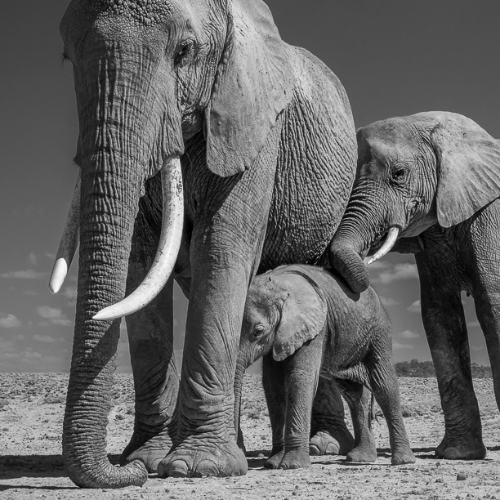 MUSE Photography Awards Gold Winner - Only Connect by Jules Oldroyd