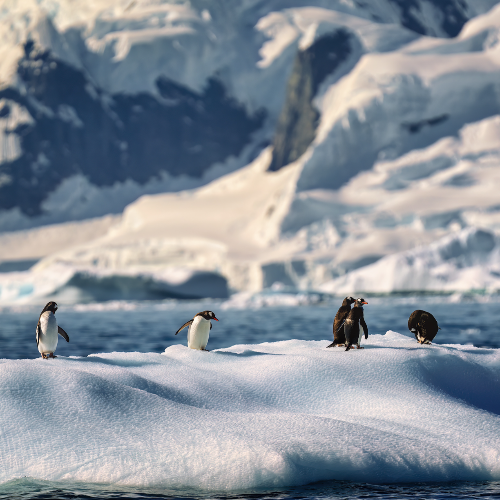 MUSE Photography Awards Gold Winner - We are the penguins by GVivanco