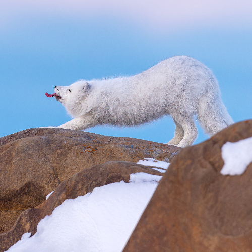 The superhero fox - Photography Winner