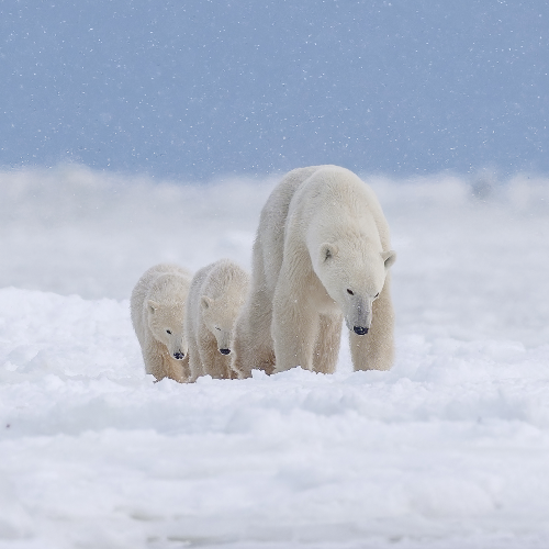 MUSE Photography Awards Gold Winner - Step by step by Rares Besliu