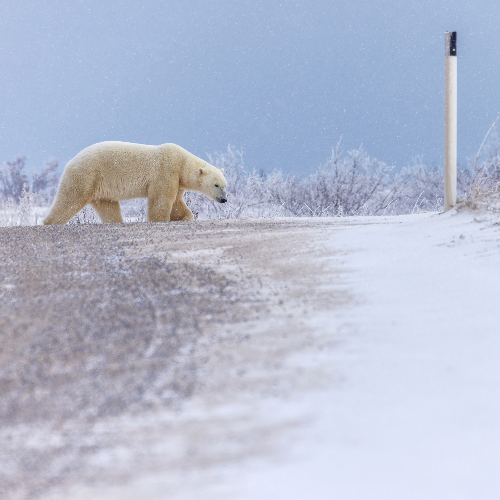 MUSE Photography Awards Silver Winner - STOP by Rares Besliu