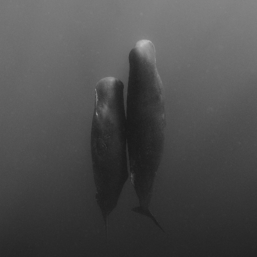 MUSE Photography Awards Gold Winner - How Deep is Your Love by Eric Kanigan